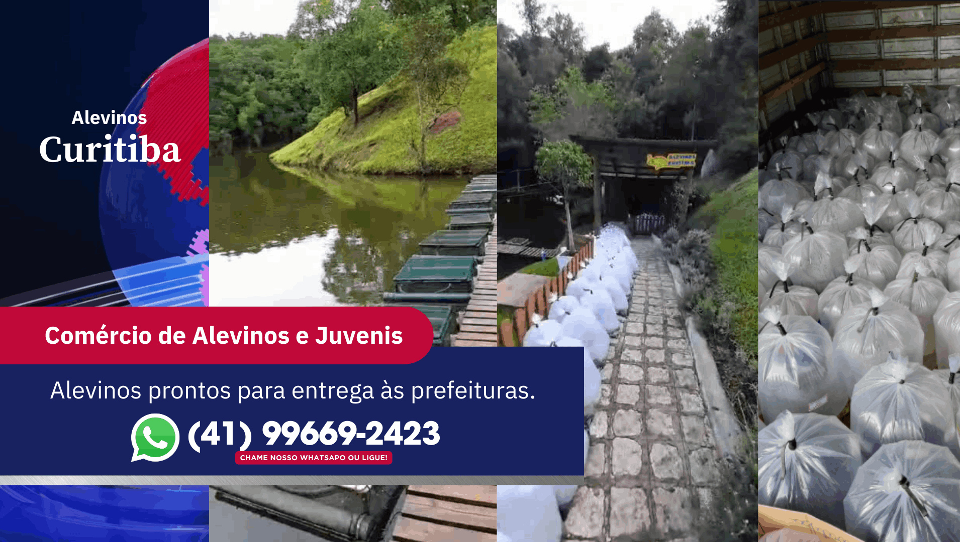 A Alevinos Curitiba está comprometida com o desenvolvimento da piscicultura e com o fornecimento de alevinos de alta qualidade.