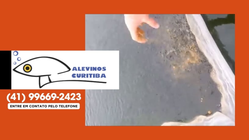 Comércio e Venda de Filhotes de Peixes (Alevinos)