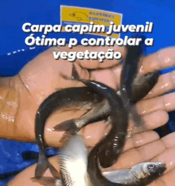 Carpa Capim | Dourado, Catfish, Pintado, lambari gigante, Cascudo juvenil, tambacu, tilapia, carpa capim juvenil e alevino, carpa húngara juvenil e alevino, carpa cabeçuda e carpa colorida de diversos tamanhos.